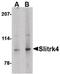 SLIT And NTRK Like Family Member 4 antibody, PA5-20481, Invitrogen Antibodies, Western Blot image 