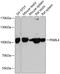 Piwi Like RNA-Mediated Gene Silencing 4 antibody, 14-849, ProSci, Western Blot image 