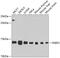 FKBP Prolyl Isomerase 2 antibody, GTX65874, GeneTex, Western Blot image 
