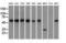 Glucose-6-Phosphate Isomerase antibody, NBP2-02541, Novus Biologicals, Western Blot image 
