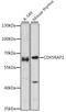 CDK5 Regulatory Subunit Associated Protein 1 antibody, A09177, Boster Biological Technology, Western Blot image 