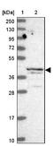 AlkB Homolog 1, Histone H2A Dioxygenase antibody, NBP2-14283, Novus Biologicals, Western Blot image 