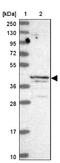 ALKBH1 antibody, NBP2-14283, Novus Biologicals, Western Blot image 