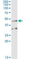 Apoptosis Inducing Factor Mitochondria Associated 2 antibody, LS-C139495, Lifespan Biosciences, Immunoprecipitation image 