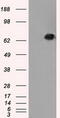 Leukotriene A4 Hydrolase antibody, CF500662, Origene, Western Blot image 