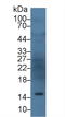 Angiogenin antibody, LS-C372397, Lifespan Biosciences, Western Blot image 
