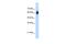 Nuclear Respiratory Factor 1 antibody, PA5-41485, Invitrogen Antibodies, Western Blot image 