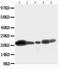 Caveolin 1 antibody, PA1514, Boster Biological Technology, Western Blot image 