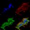 GIT ArfGAP 1 antibody, 56537, QED Bioscience, Immunocytochemistry image 