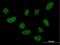 Basic Leucine Zipper Nuclear Factor 1 antibody, H00008548-B01P, Novus Biologicals, Immunocytochemistry image 
