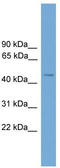 Serine Incorporator 2 antibody, TA333417, Origene, Western Blot image 