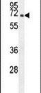 Cilia And Flagella Associated Protein 45 antibody, PA5-23941, Invitrogen Antibodies, Western Blot image 