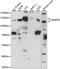 Mitogen-Activated Protein Kinase 6 antibody, A15304, ABclonal Technology, Western Blot image 