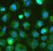 DGCR8 Microprocessor Complex Subunit antibody, A00475-1, Boster Biological Technology, Immunofluorescence image 