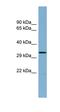 TRNA-Histidine Guanylyltransferase 1 Like antibody, orb325370, Biorbyt, Western Blot image 