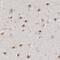 Integrator Complex Subunit 6 antibody, NBP1-88029, Novus Biologicals, Immunohistochemistry frozen image 