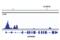 B-cell lymphoma 6 protein antibody, 14895S, Cell Signaling Technology, Chromatin Immunoprecipitation image 