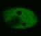 p53 antibody, BM4079S, Origene, Immunofluorescence image 