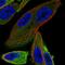 Sosondowah Ankyrin Repeat Domain Family Member C antibody, HPA056131, Atlas Antibodies, Immunofluorescence image 