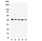 Serpin Family A Member 6 antibody, R31354, NSJ Bioreagents, Western Blot image 