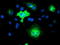 Transmembrane Protein 80 antibody, TA501399, Origene, Immunofluorescence image 