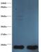 Thioredoxin antibody, LS-C212353, Lifespan Biosciences, Western Blot image 
