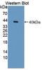 Galectin 8 antibody, LS-C690558, Lifespan Biosciences, Western Blot image 