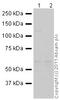 ATP Citrate Lyase antibody, ab40793, Abcam, Immunoprecipitation image 