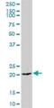 Coiled-Coil Domain Containing 126 antibody, H00090693-B01P, Novus Biologicals, Western Blot image 