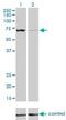 Citrin antibody, H00010165-M01, Novus Biologicals, Western Blot image 