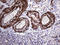 TRNA Methyltransferase 12 Homolog antibody, LS-C799830, Lifespan Biosciences, Immunohistochemistry paraffin image 