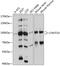 CCR4-NOT Transcription Complex Subunit 10 antibody, 14-289, ProSci, Western Blot image 