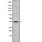 RNA Polymerase III Subunit F antibody, abx217860, Abbexa, Western Blot image 