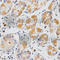 Glutaredoxin antibody, A5315, ABclonal Technology, Immunohistochemistry paraffin image 