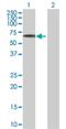 Embryonal Fyn-Associated Substrate antibody, H00010278-B01P, Novus Biologicals, Western Blot image 