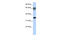 Homeobox protein Nkx-3.2 antibody, 25-123, ProSci, Enzyme Linked Immunosorbent Assay image 