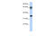 NK3 Homeobox 2 antibody, 25-123, ProSci, Enzyme Linked Immunosorbent Assay image 