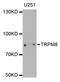 TRPM8 antibody, abx006769, Abbexa, Western Blot image 