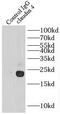 Claudin 4 antibody, FNab01739, FineTest, Immunoprecipitation image 