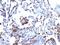 Complement C4-A antibody, orb388743, Biorbyt, Immunohistochemistry paraffin image 