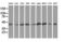DnaJ Heat Shock Protein Family (Hsp40) Member A2 antibody, M08918, Boster Biological Technology, Western Blot image 