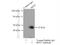 Tripartite Motif Containing 13 antibody, 22021-1-AP, Proteintech Group, Immunoprecipitation image 