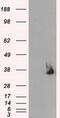 Serine Racemase antibody, MA5-25058, Invitrogen Antibodies, Western Blot image 