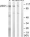 USO1 Vesicle Transport Factor antibody, LS-B11369, Lifespan Biosciences, Western Blot image 