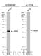 SRY-Box 2 antibody, GTX101507, GeneTex, Western Blot image 
