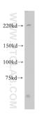 Zinc Finger FYVE-Type Containing 9 antibody, 14821-1-AP, Proteintech Group, Western Blot image 