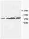 PCNA antibody, AM20660PU-N, Origene, Western Blot image 
