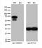 Tripartite Motif Containing 29 antibody, M04472-1, Boster Biological Technology, Western Blot image 