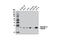 Galectin 3 antibody, 12733S, Cell Signaling Technology, Western Blot image 