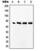 Serum Response Factor antibody, LS-C352873, Lifespan Biosciences, Western Blot image 